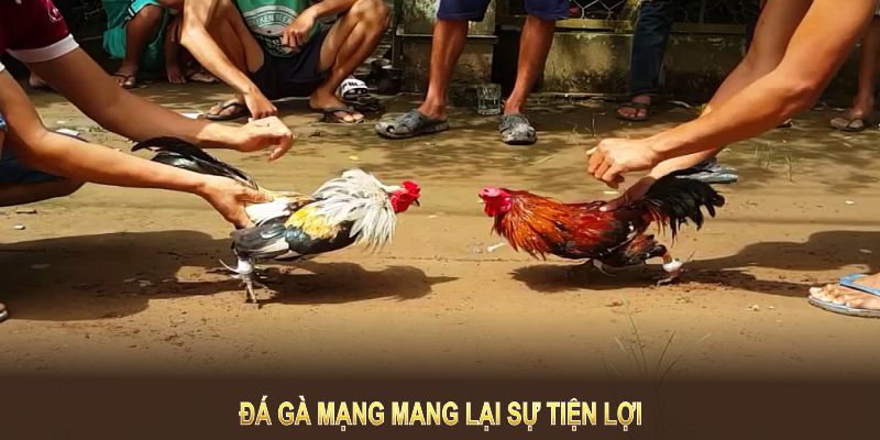 Đá gà mạng mang lại sự tiện lợi và trải nghiệm chân thực cho người chơi