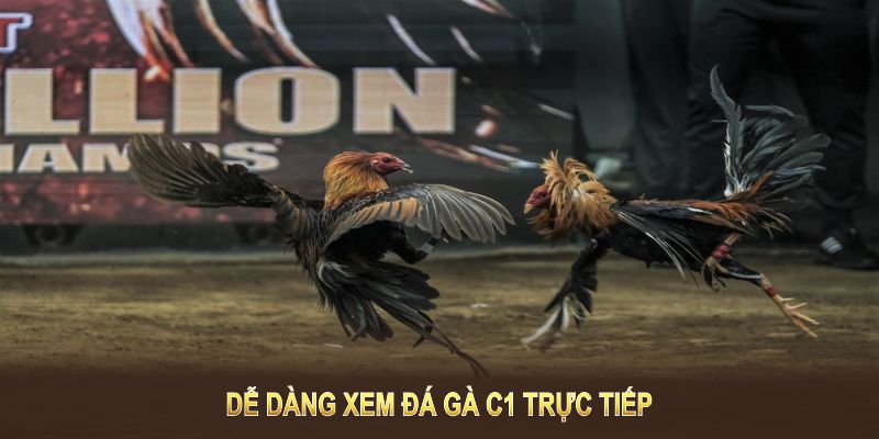 Xem đá gà C1 trực tiếp qua các kênh uy tín và chất lượng