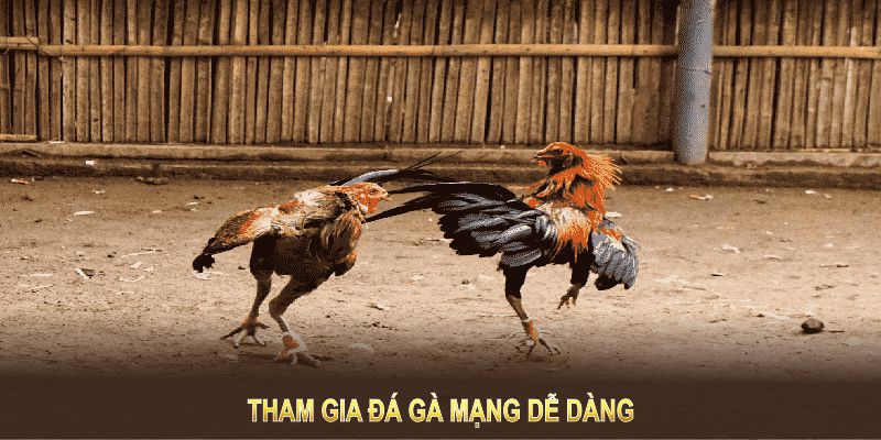 Tham gia đá gà mạng dễ dàng với hướng dẫn chi tiết