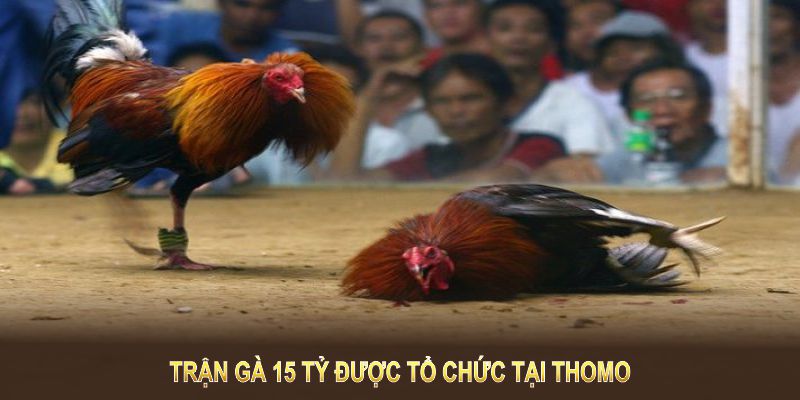 Trận gà 15 tỷ được tổ chức tại Thomo, Campuchia