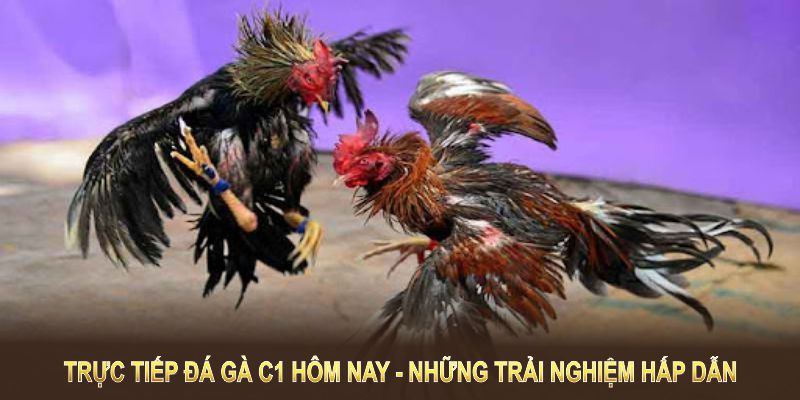 Trực tiếp đá gà C1 hôm nay mang đến trải nghiệm hấp dẫn