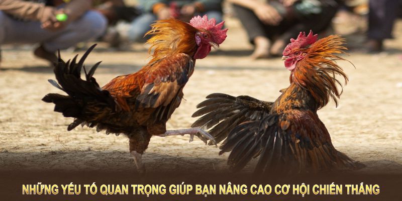 Những yếu tố quan trọng để chiến thắng khi chơi đá gà mạng